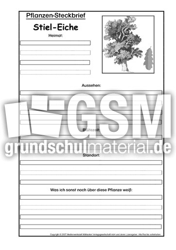 Pflanzensteckbrief-Stiel-Eiche-SW.pdf